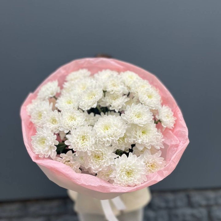  5 хризантем  с доставкой в Шахтах