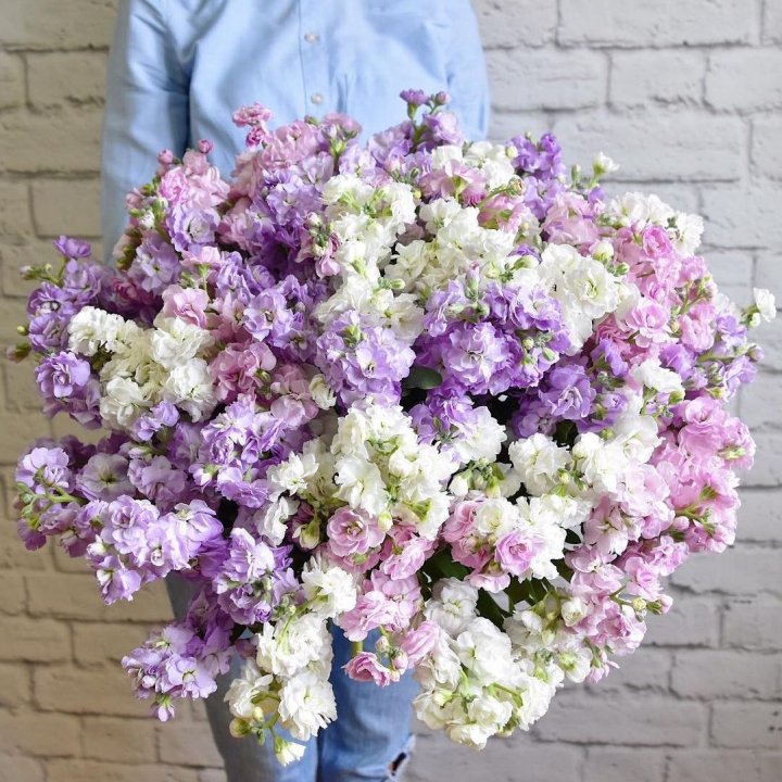 Облако маттиол в Шахтах