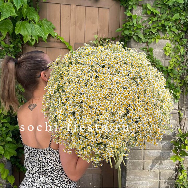 101 ромашка в Шахтах