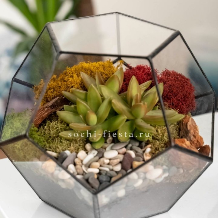 Флорариум “Додекаэдр” с суккулентом Седум в Шахтах