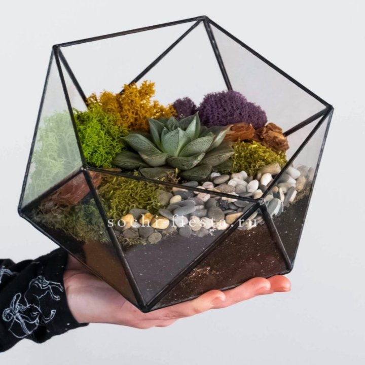 Флорариум “Икосаэдр” с суккулентом Каменная Роза в Шахтах