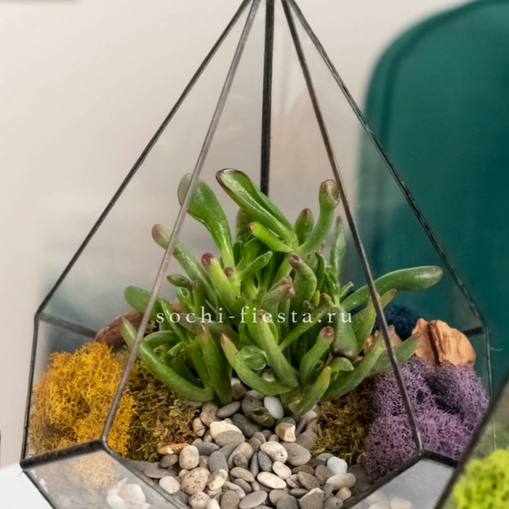 Флорариум “Капля” с суккулентом Крассула Хоббит в Шахтах