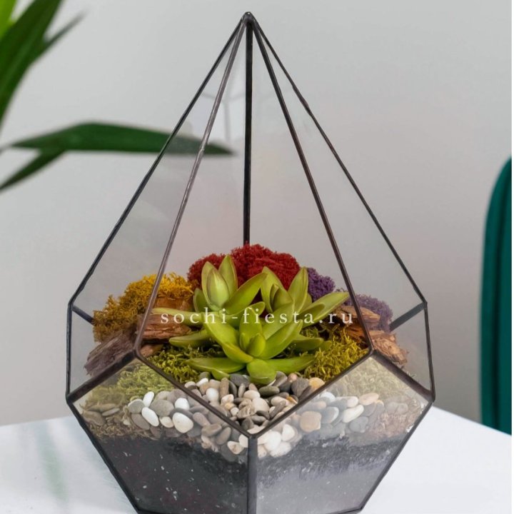 Флорариум Капля с суккулентом в Шахтах
