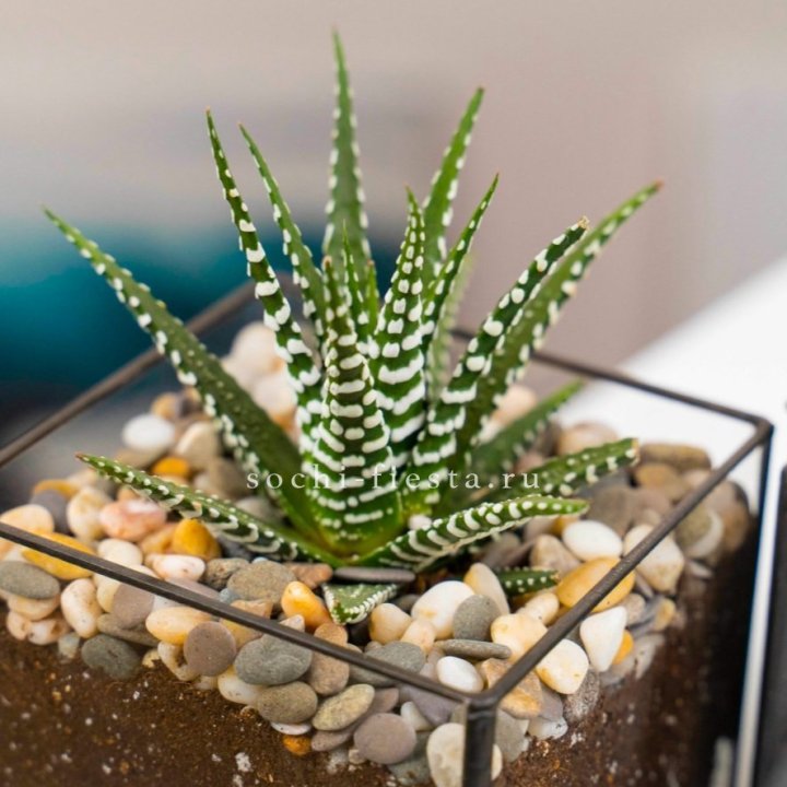 Флорариум Кубик с суккулентом Хавортия в Шахтах