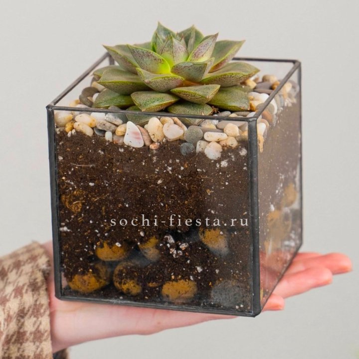 Флорариум Кубик с суккулентом Каменная роза в Шахтах