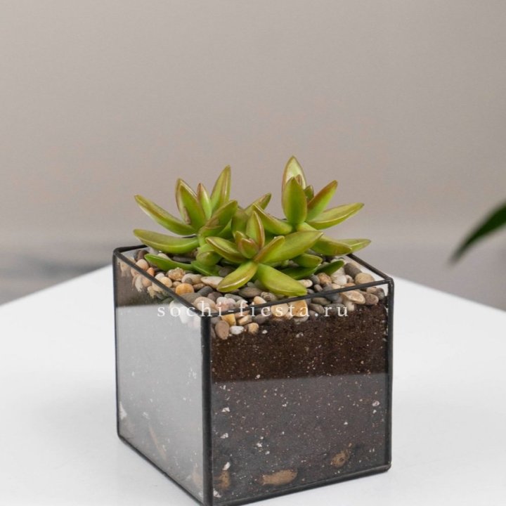Флорариум Кубик с суккулентом Седум в Шахтах