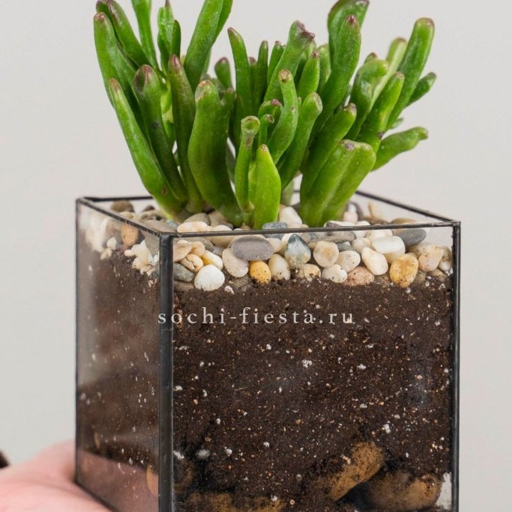 Флорариум Кубик с суккулентом Хоббит в Шахтах
