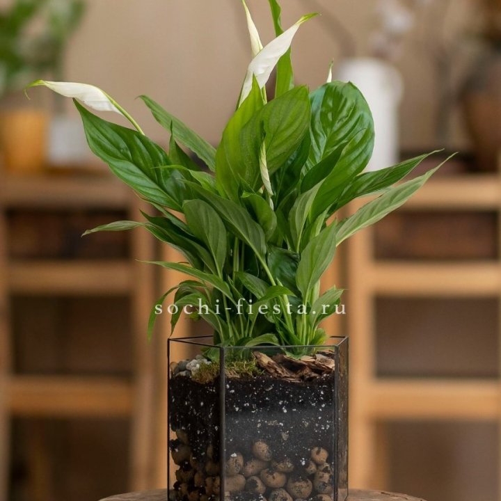 Спатифиллум в кашпо Пятиугольник в Шахтах