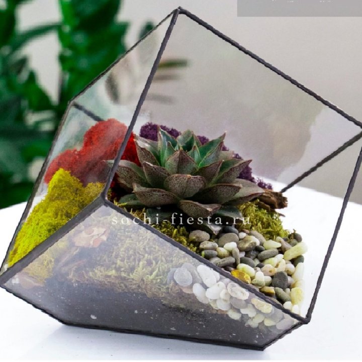 Флорариум Куб усеченный с суккулентом Каменная роза в Шахтах