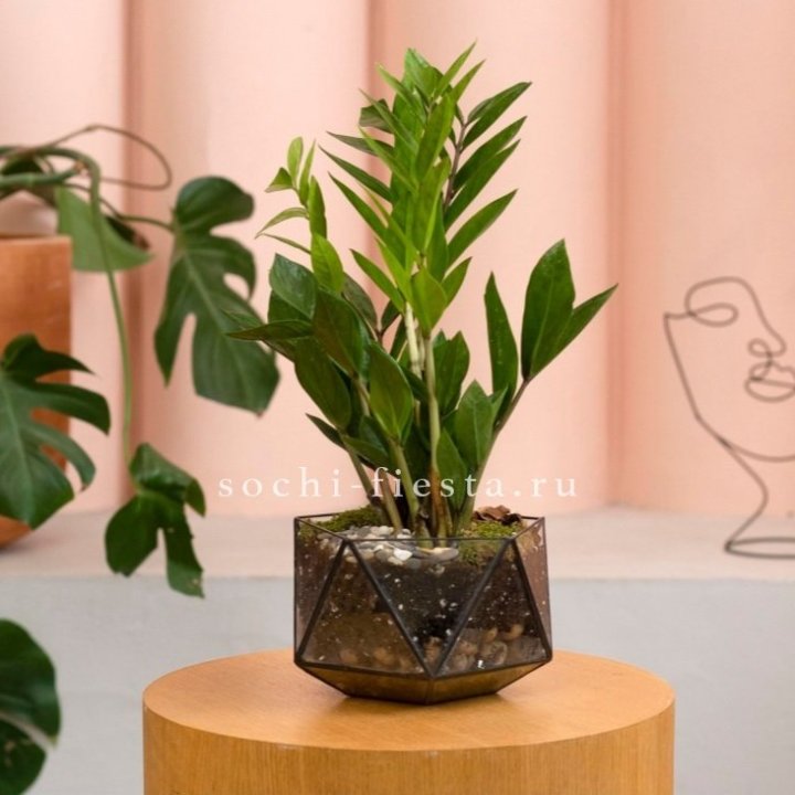 Замиокулькас в кашпо Икосаедр в Шахтах