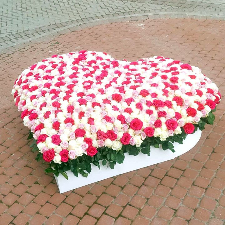 555 роза  в Шахтах