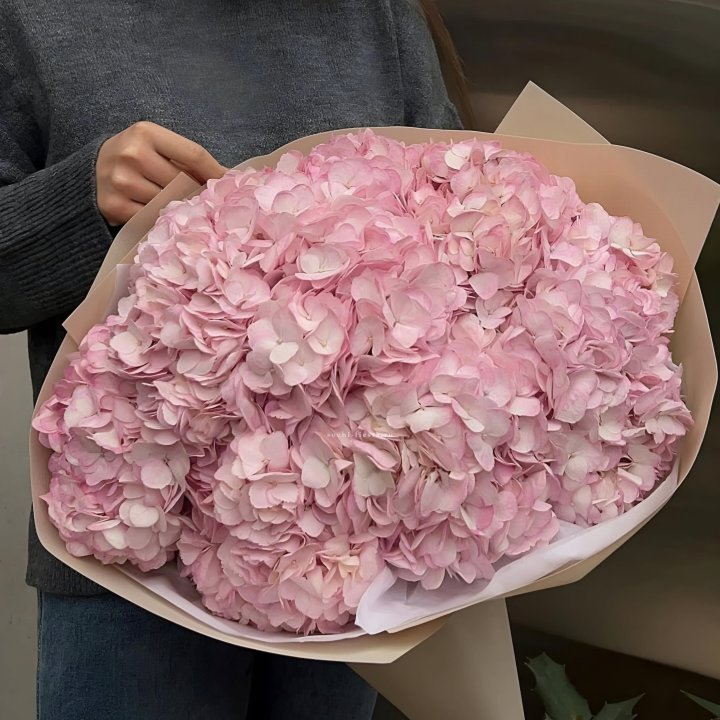 Гортензия  "РОЗЕ" в Шахтах