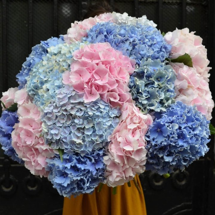 Букет гортензий "Фонтан" в Шахтах