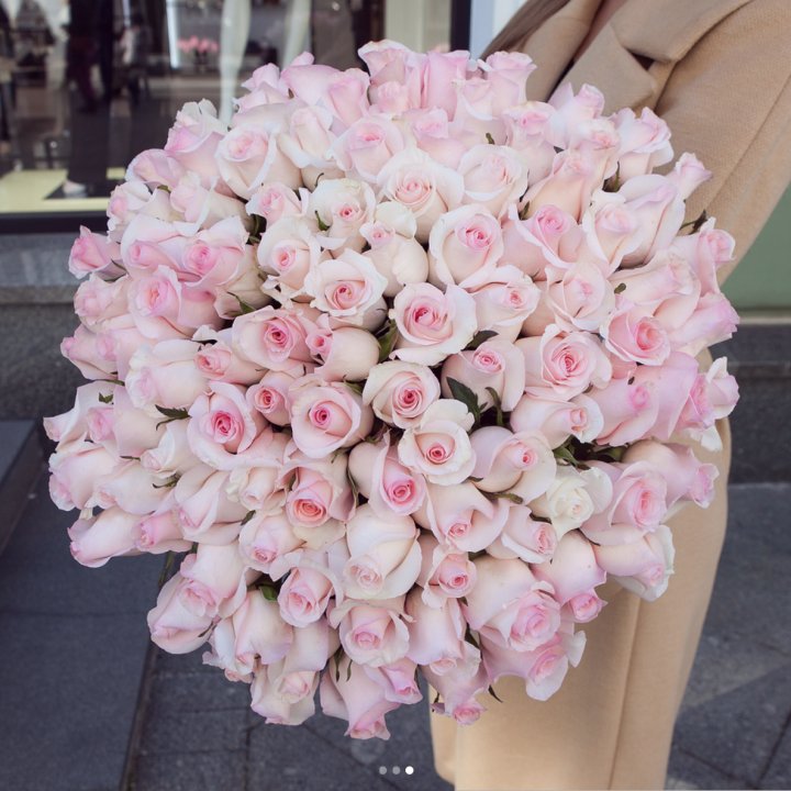 Розы "Пинк бум" в Шахтах