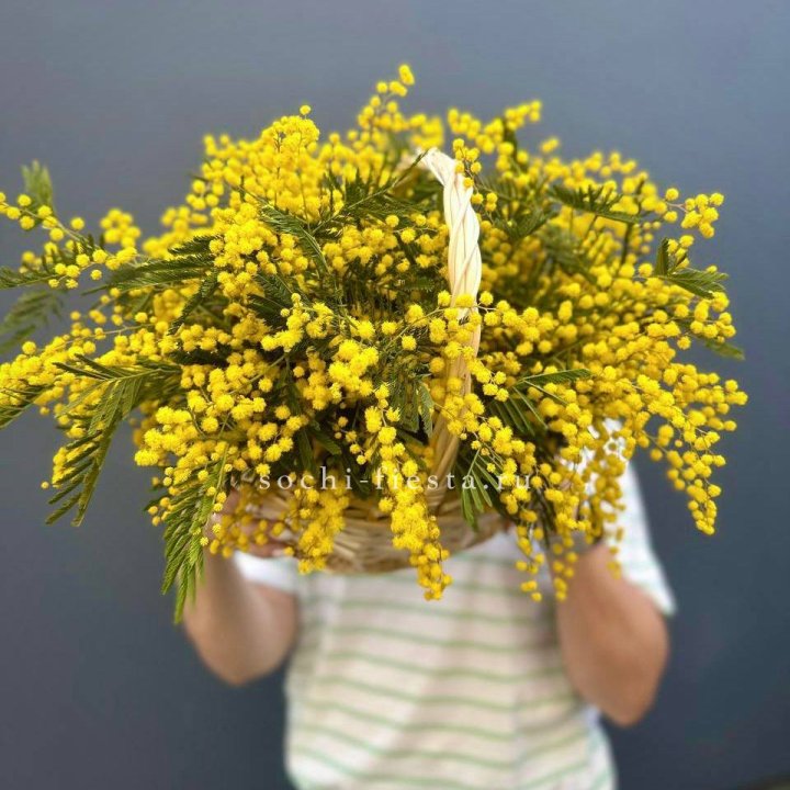 Весенняя корзина мимозы в Шахтах