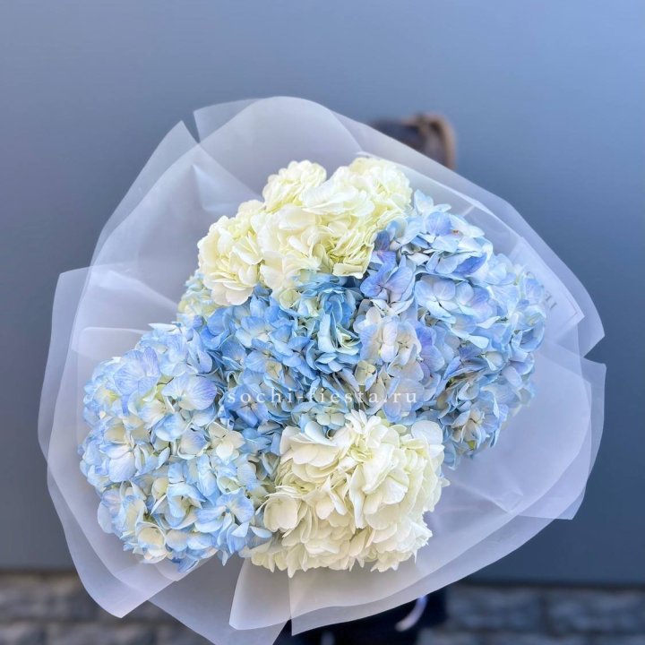 5 бело-голубых гортензий в Шахтах