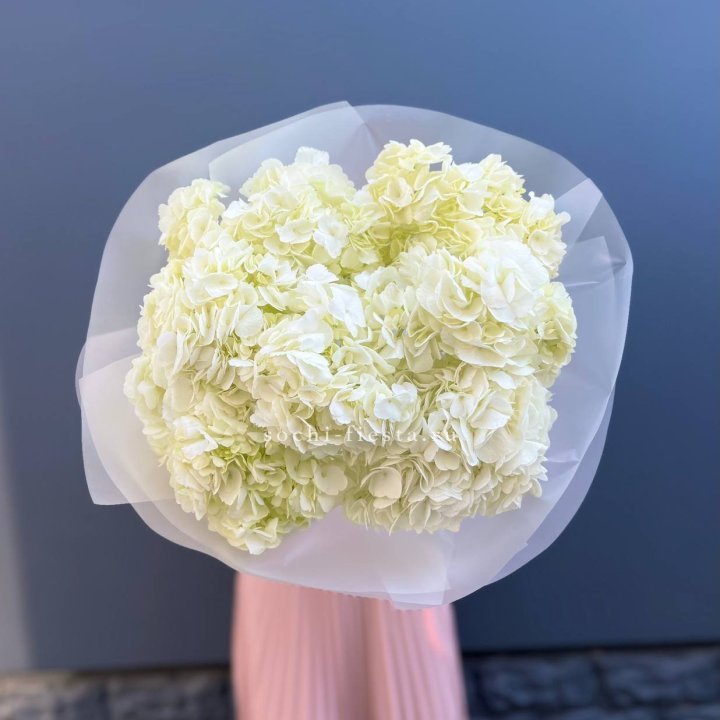 7 белых гортензий в Шахтах