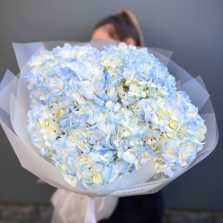 5 голубых гортензий в Шахтах