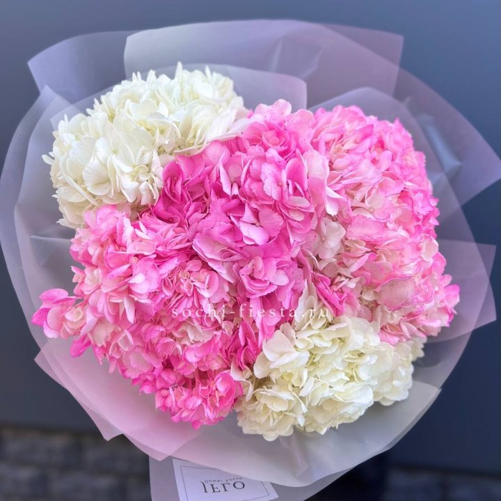 5 бело-розовых гортензий в Шахтах