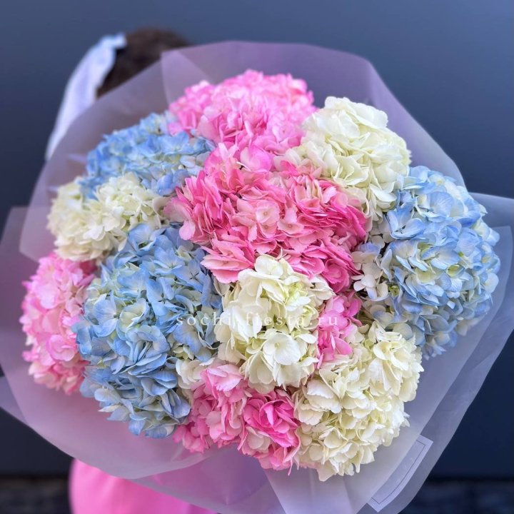 11 гортензий микс в Шахтах