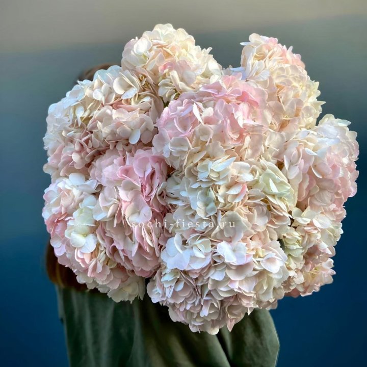 Охапка розовой гортензии в Шахтах