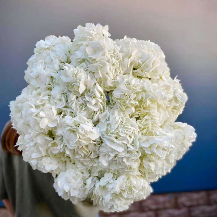 Охапка белой гортензии в Шахтах