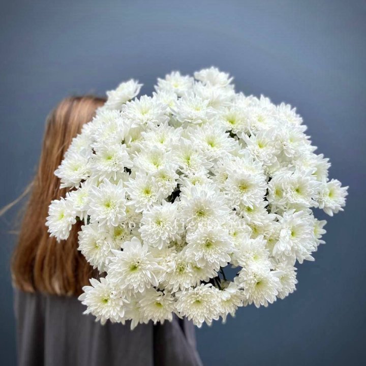 Охапка Хризантемы кустовой в Шахтах