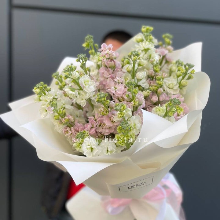 29 маттиол  в Шахтах