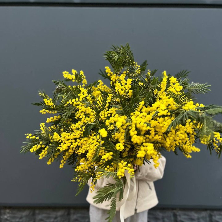 Охопка мимозы в Шахтах