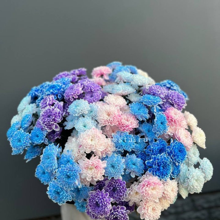 25 цветных хризантем в Шахтах