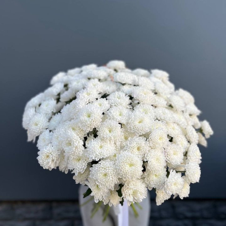  25 хризантем белых в Шахтах