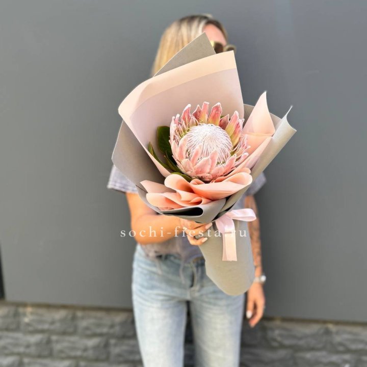 Протея мини  в Шахтах