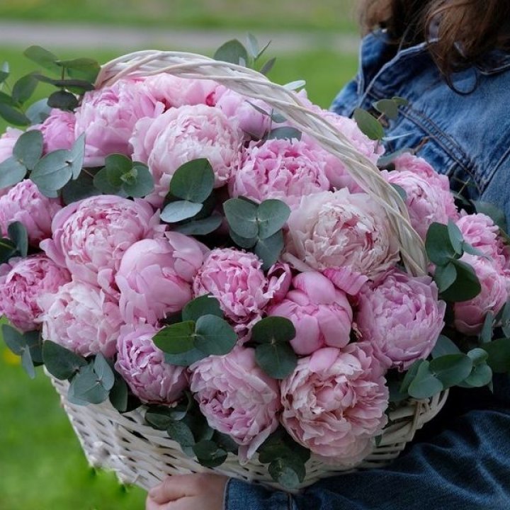 51 пион в корзине в Шахтах