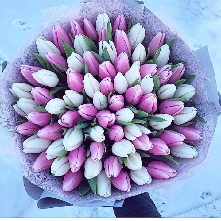 101 тюльпан "Лолипоп" в Шахтах